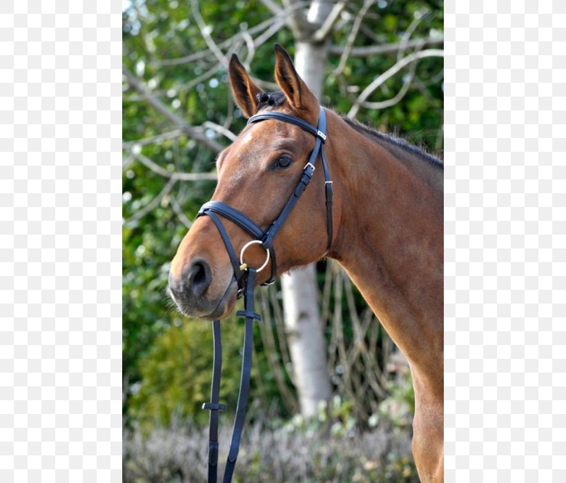 Horse Tack Bridle Rein Equestrian, PNG, 700x700px, Horse, Bit, Bridle, Double Bridle, Dressage Download Free