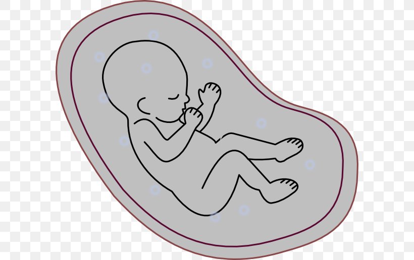 Human Embryogenesis Fetus Clip Art, PNG, 600x516px, Watercolor, Cartoon, Flower, Frame, Heart Download Free