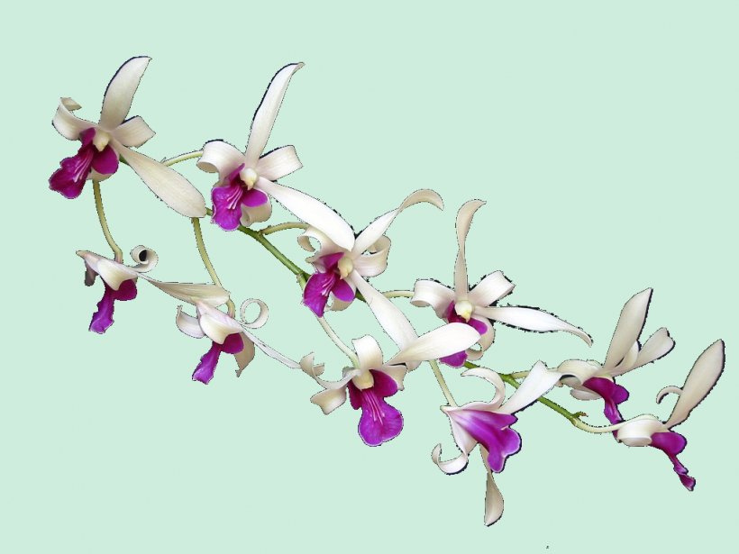 Moth Orchids Floral Design Cut Flowers Body Jewellery, PNG, 1024x768px, Moth Orchids, Blossom, Body Jewellery, Body Jewelry, Branch Download Free