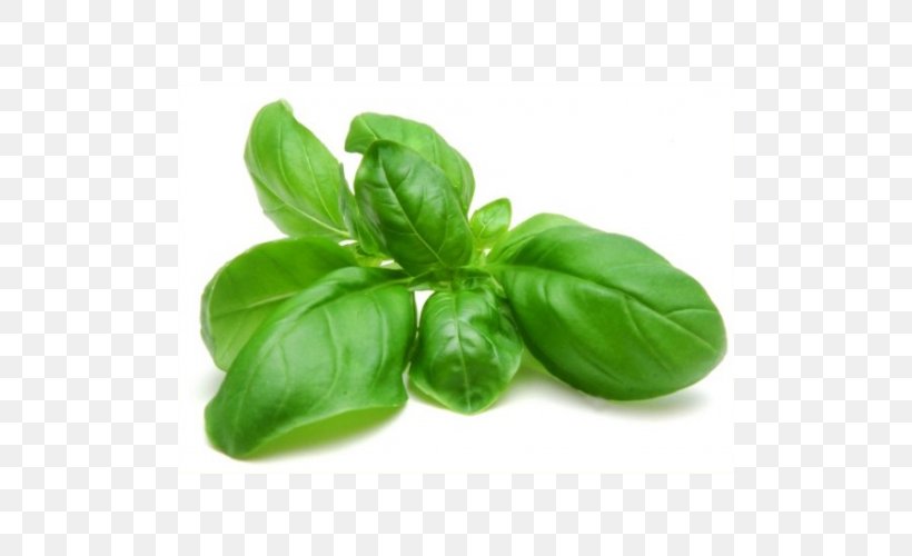 Thai Basil Pesto Herb Holy Basil, PNG, 500x500px, Basil, Food, Health, Herb, Herbalism Download Free