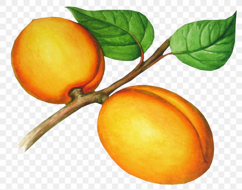 Apricot Image File Formats Clip Art, PNG, 1368x1072px, Apricot, Bitter Orange, Citrus, Digital Image, Diospyros Download Free