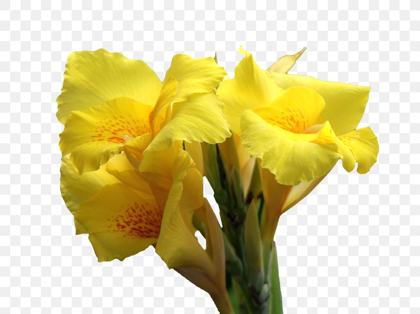 Canna Indica Flower Icon, PNG, 700x613px, Canna Indica, Amaryllis Family, Canna, Canna Family, Canna Lily Download Free