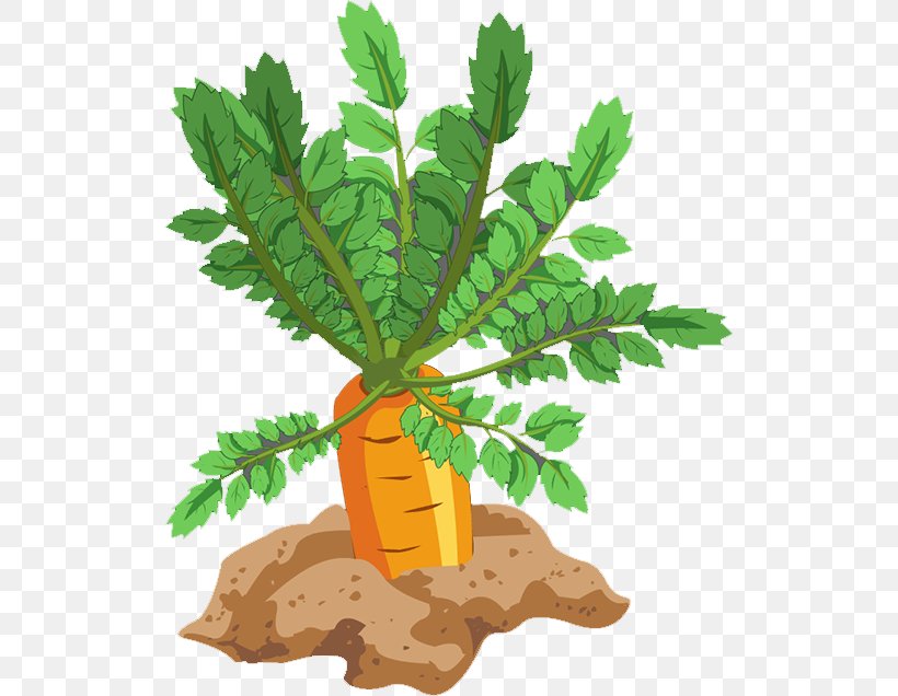 Carrot Leaf Vegetable Food, PNG, 520x636px, Carrot, Daucus Carota, Eating, Flowering Plant, Flowerpot Download Free