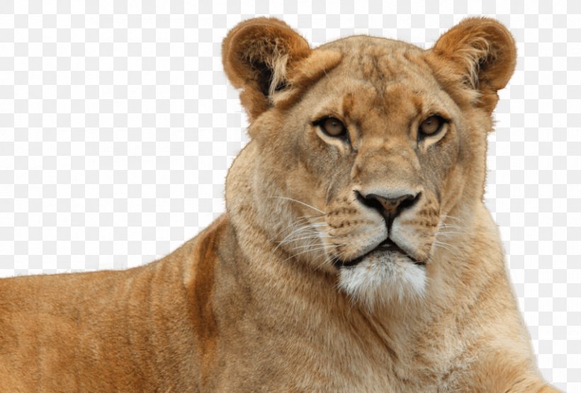 East African Lion Transparency Clip Art Felidae, PNG, 850x576px, East African Lion, Big Cat, Big Cats, Cat Like Mammal, Felidae Download Free