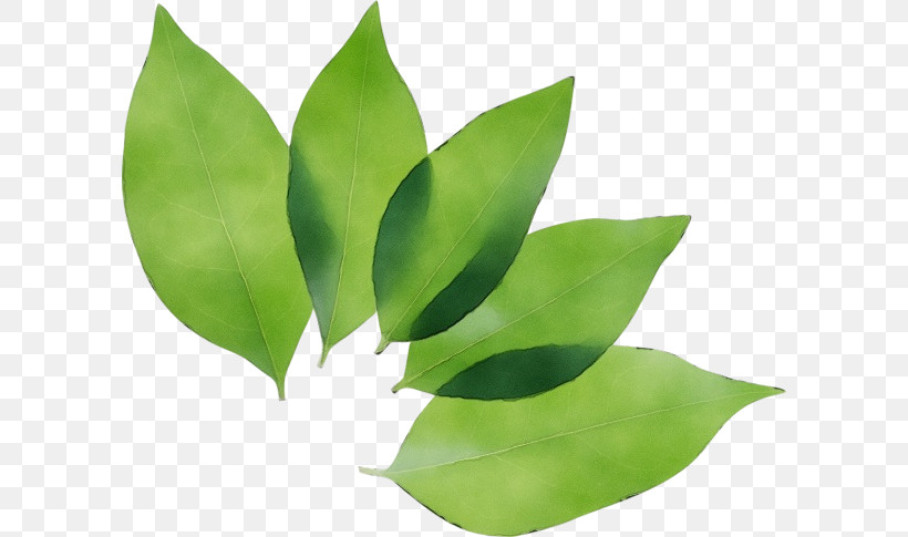 Leaf Plant Green Flower Tree, PNG, 600x485px, Watercolor, Flower, Green, Herb, Houseplant Download Free