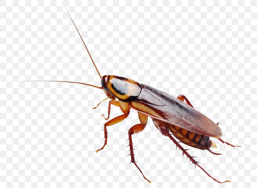 Massachusetts Cockroach Insect Rat Pest Control, PNG, 744x599px, Massachusetts, A1 Exterminators, Arthropod, Bed Bug, Bird Control Download Free