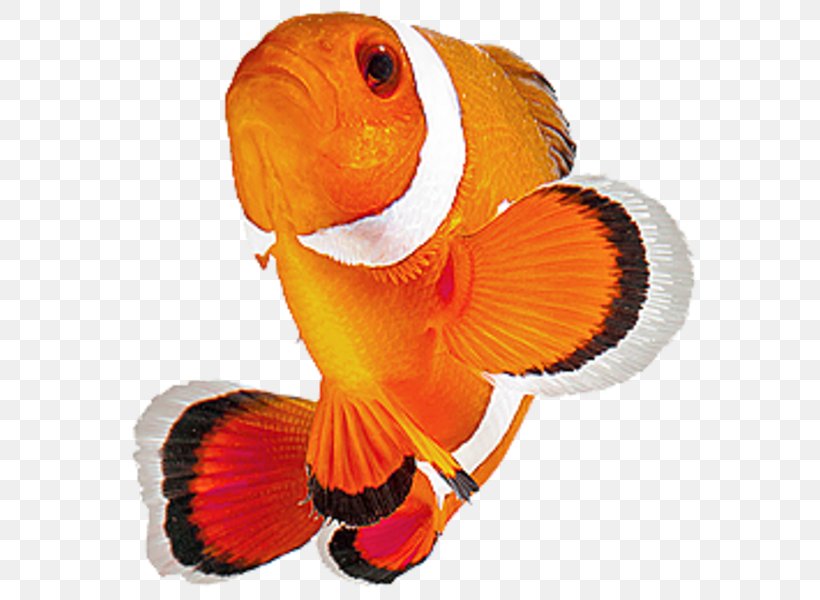 Clownfish Akwarystyka Morska Photography, PNG, 600x600px, Clownfish, Akwarystyka Morska, Fish, Goldfish, Highdefinition Television Download Free
