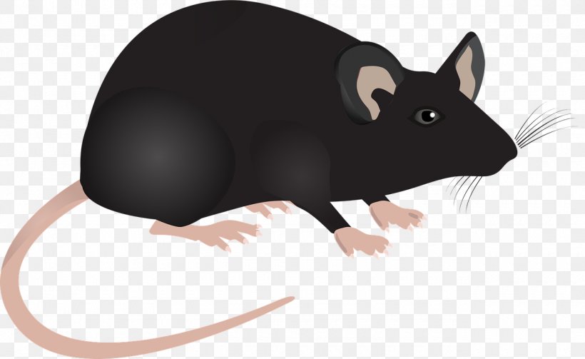 Computer Mouse Laboratory Rat Murids, PNG, 1280x786px, Mouse, Animal, Computer Mouse, Experiment, Fauna Download Free