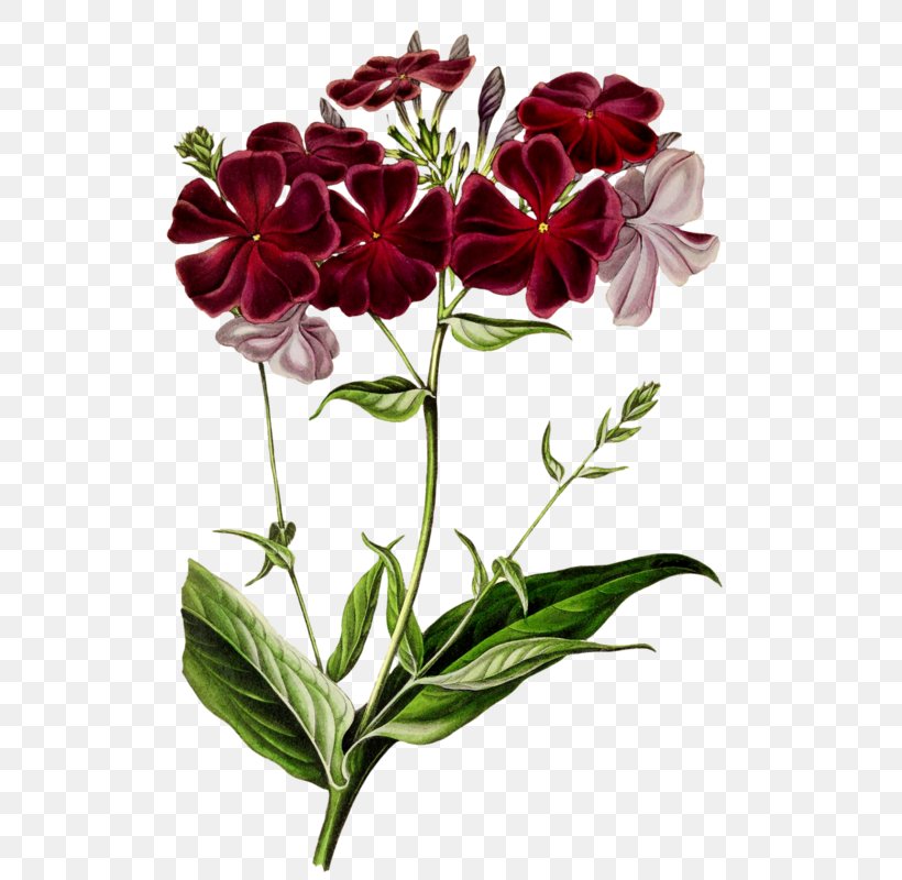 Cut Flowers Tile Plants Petal, PNG, 525x800px, Flower, Botany, Cut Flowers, Dianthus, Engraving Download Free