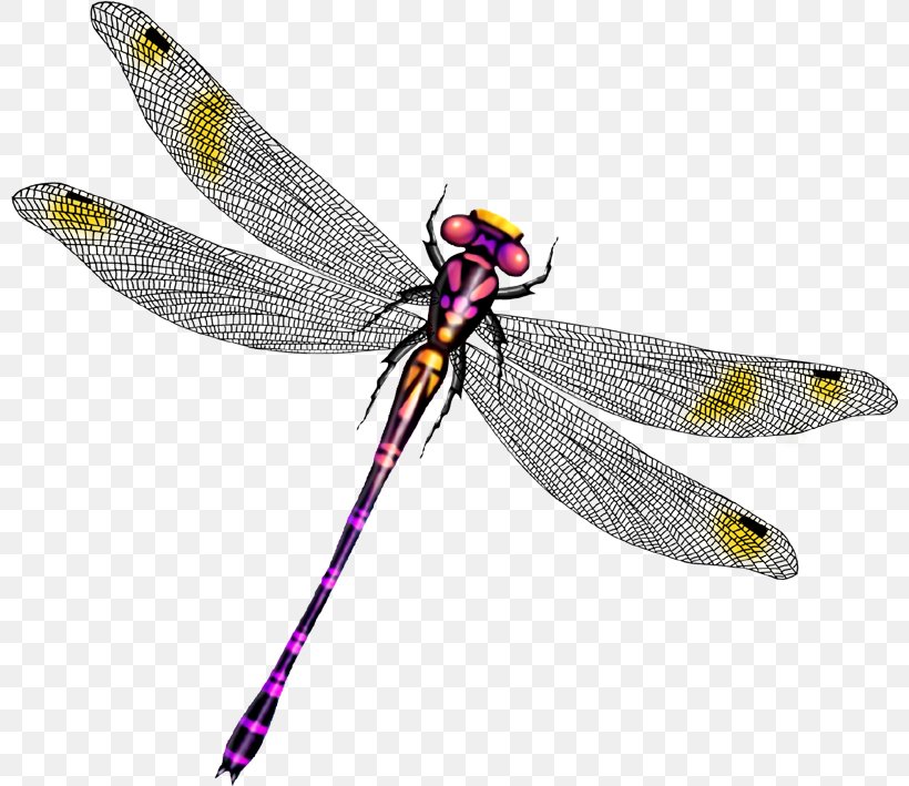 Dragonfly Clip Art, PNG, 800x709px, Dragonfly, Animation, Arthropod, Cartoon, Dragonflies And Damseflies Download Free