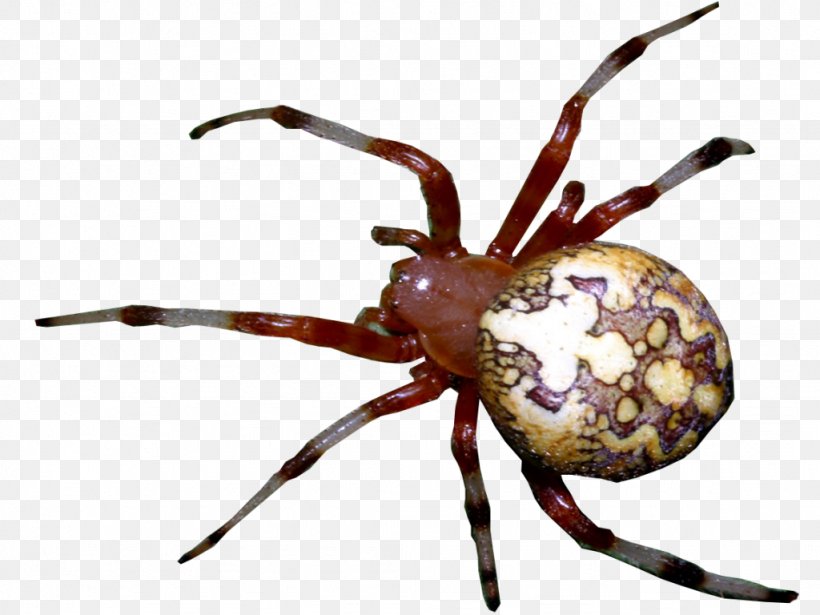 European Garden Spider Widow Spiders Animal Arthropod, PNG, 1024x768px, European Garden Spider, Angulate Orbweavers, Animal, Arachnid, Araneus Download Free