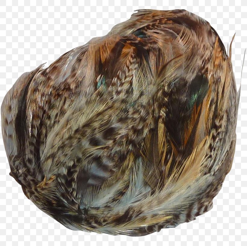 Mussel Clam, PNG, 816x816px, Mussel, Clam, Clams Oysters Mussels And Scallops, Feather Download Free