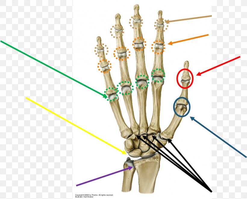 Prometheus LernAtlas Der Anatomie Metacarpophalangeal Joint Anatomy Finger, PNG, 979x791px, Joint, Abductor Pollicis Brevis Muscle, Anatomy, Bone, Carpal Bones Download Free