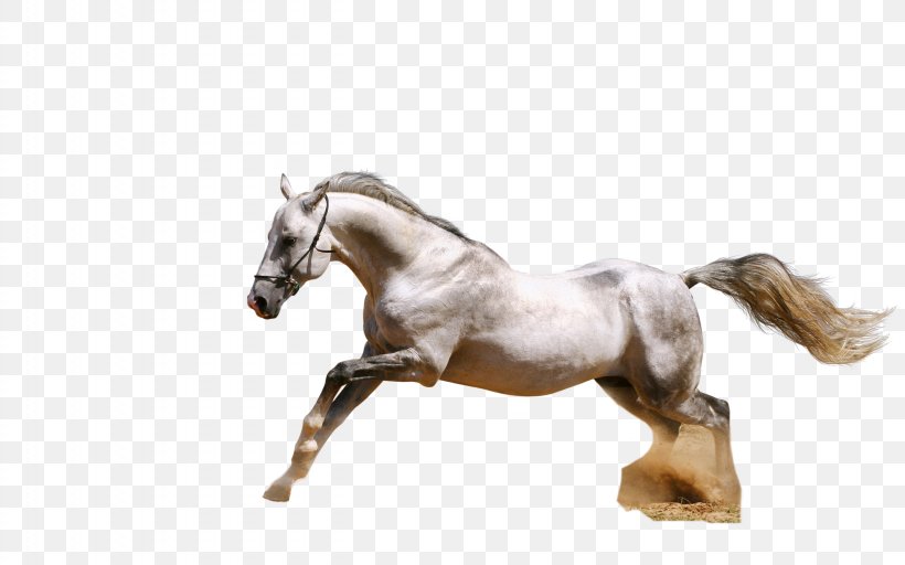 Arabian Horse Andalusian Horse White Wallpaper, PNG, 2560x1600px, Arabian Horse, Andalusian Horse, Animal, Bit, Bridle Download Free