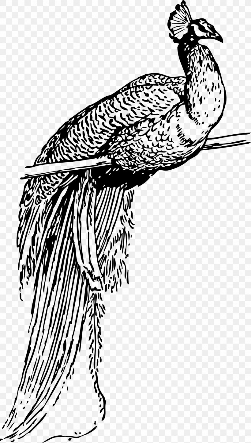 Bird Peafowl Clip Art, PNG, 1362x2400px, Bird, Art, Artwork, Beak, Bird Of Prey Download Free