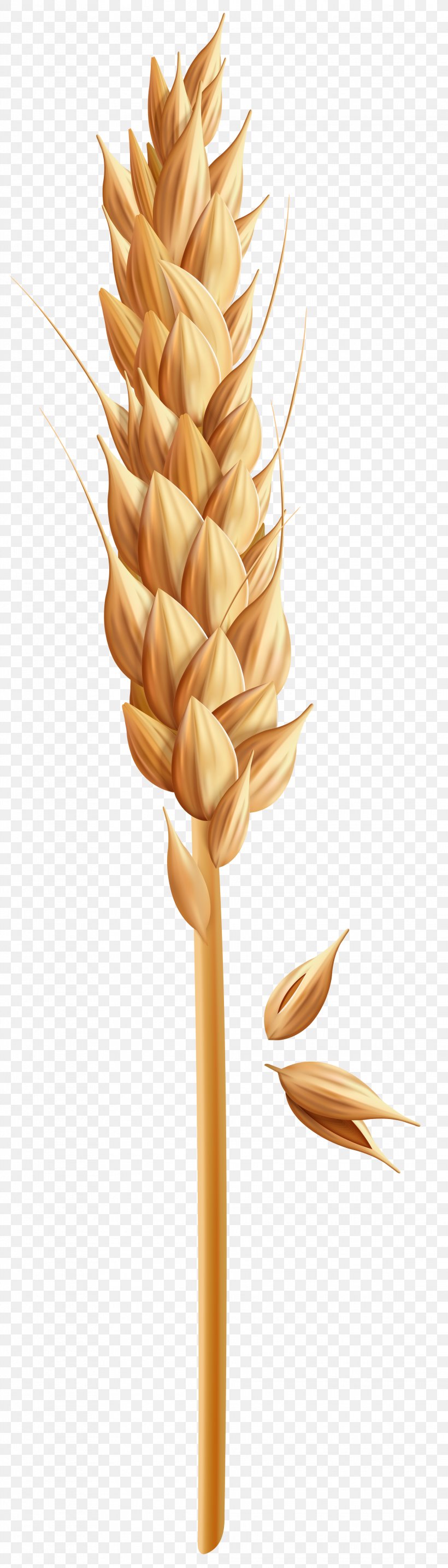 Clip Art Cereal Image Wheat, PNG, 2288x8000px, Cereal, Ear, Grain, Grass Family, Grasses Download Free