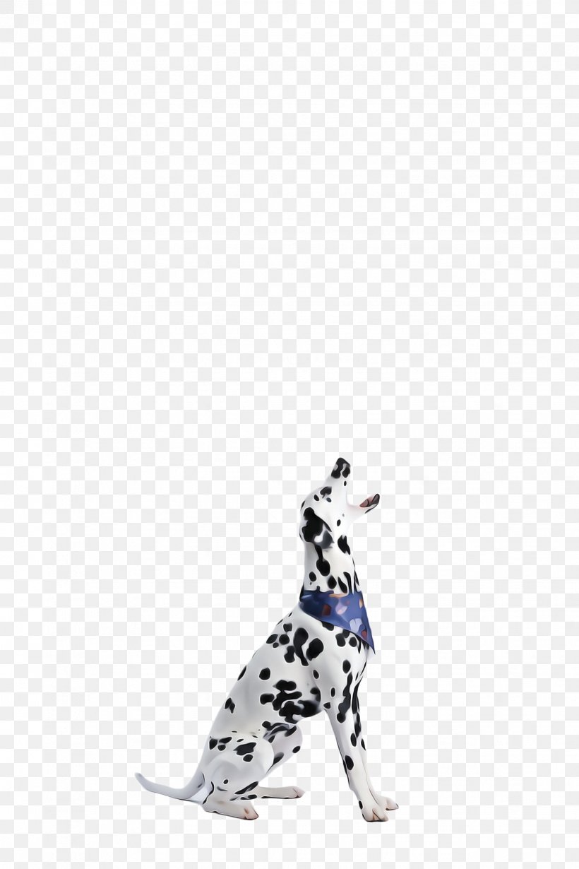 Cute Dog, PNG, 1632x2448px, Cute Dog, Animal, Breed, Dalmatian, Dalmatian Dog Download Free