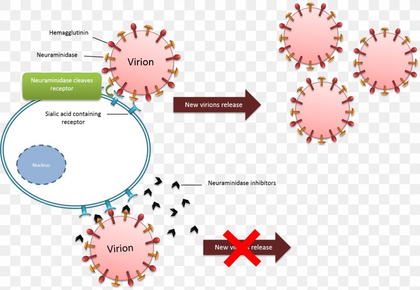 Neuraminidase Inhibitor Influenza Oseltamivir Virus, PNG, 1448x1003px, Neuraminidase, Avian Influenza, Brand, Diagram, Hemagglutinin Download Free