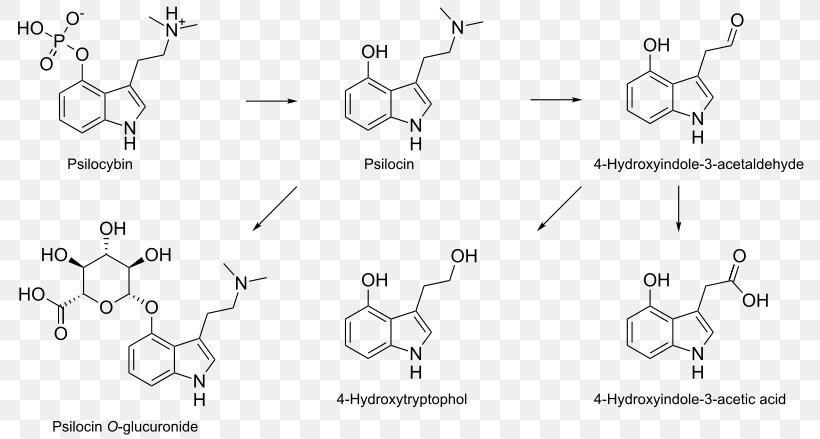 Psilocybin Mushroom N,N-Dimethyltryptamine Psilocin Molecule, PNG, 800x439px, Watercolor, Cartoon, Flower, Frame, Heart Download Free