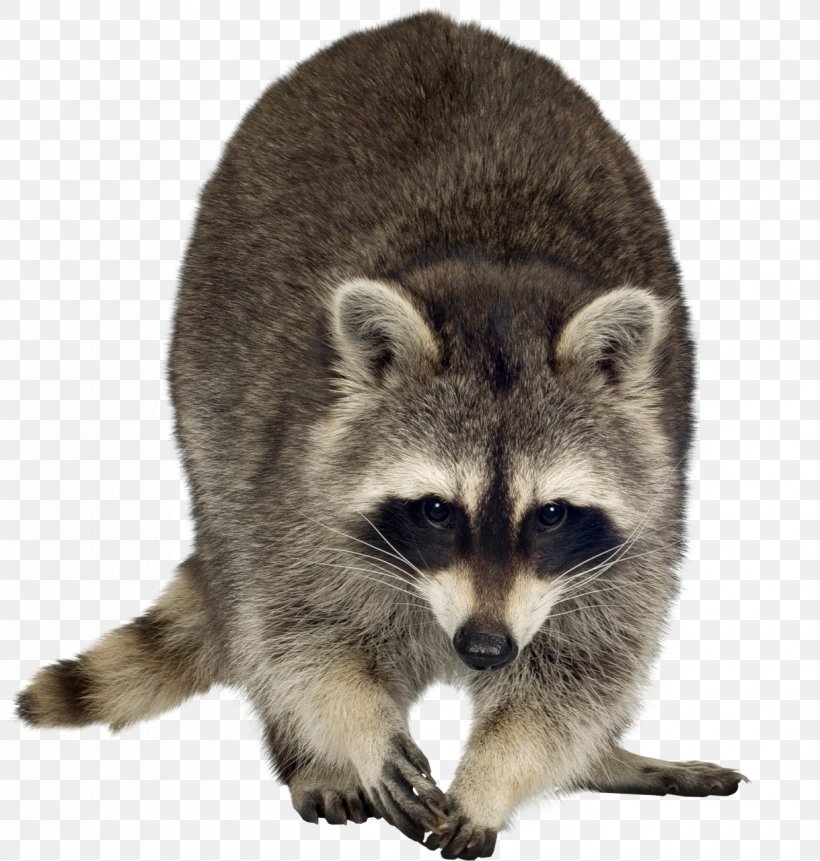 Raccoon Dog Rodent Clip Art, PNG, 1219x1280px, Raccoon, Animal, Carnivoran, Dog, Fur Download Free