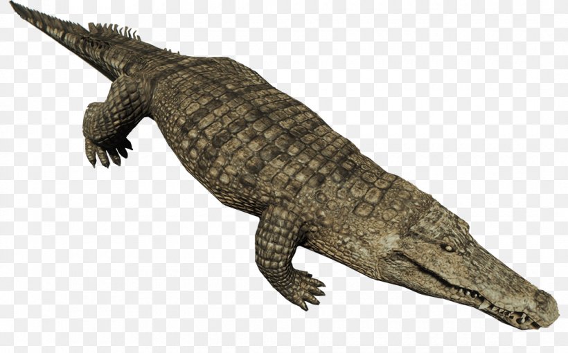 Crocodiles Nile Crocodile American Alligator Animal, PNG, 1080x672px, Crocodile, Alligator, American Alligator, Animal, Crocodile Farm Download Free