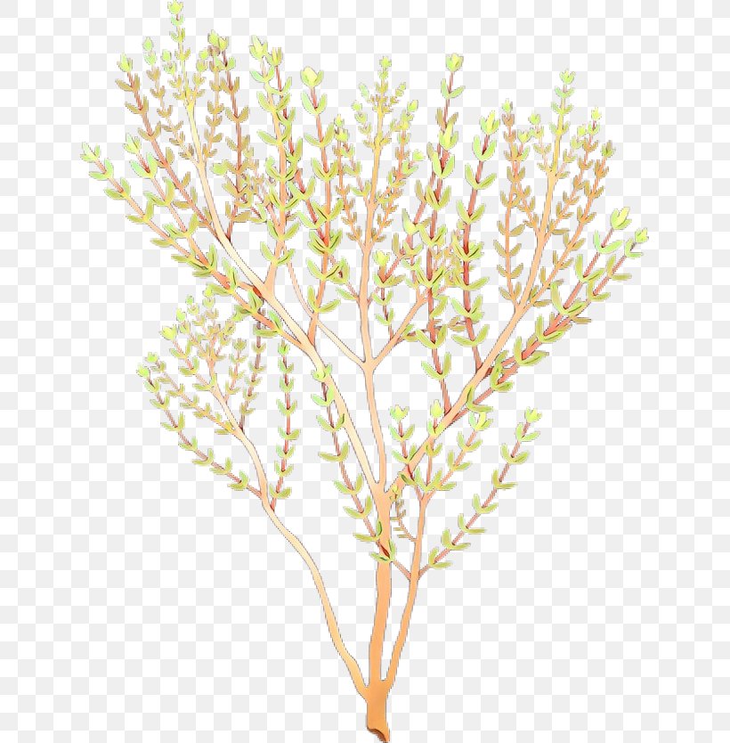 Garden Thyme Clip Art Drawing Breckland Thyme, PNG, 639x834px, Garden Thyme, Aquarium Decor, Art, Branch, Breckland Thyme Download Free
