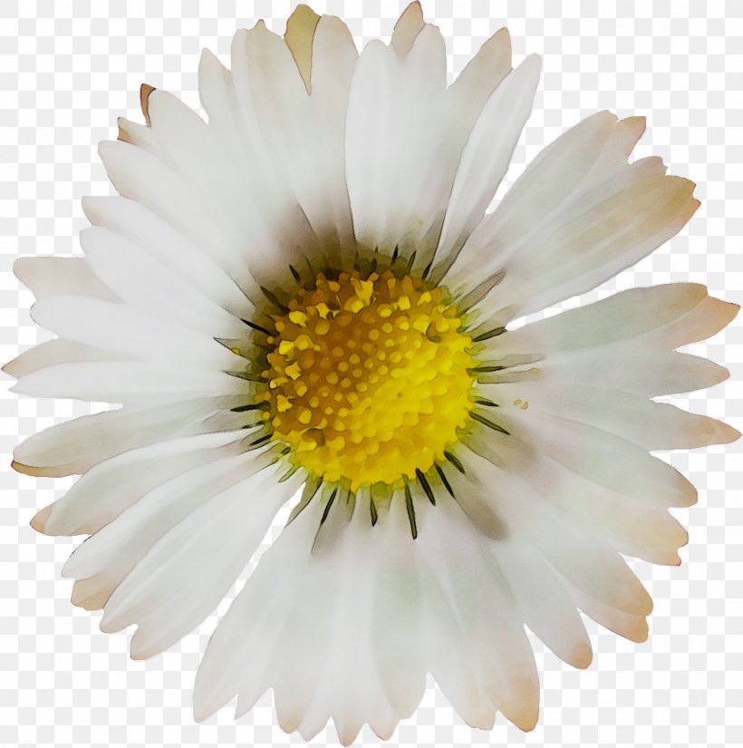 Oxeye Daisy Chrysanthemum Roman Chamomile Marguerite Daisy Daisy Family, PNG, 1050x1057px, Oxeye Daisy, Annual Plant, Aster, Asterales, Barberton Daisy Download Free
