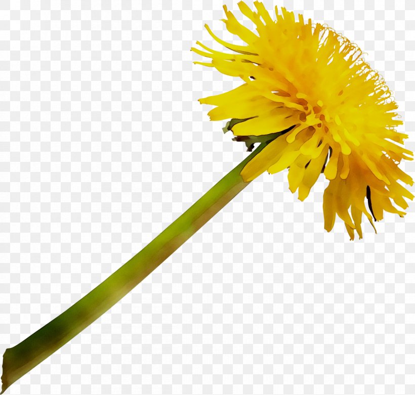 Dandelion Clip Art Image Desktop Wallpaper, PNG, 1200x1143px, Dandelion, Asterales, Daisy Family, Flower, Flowering Plant Download Free