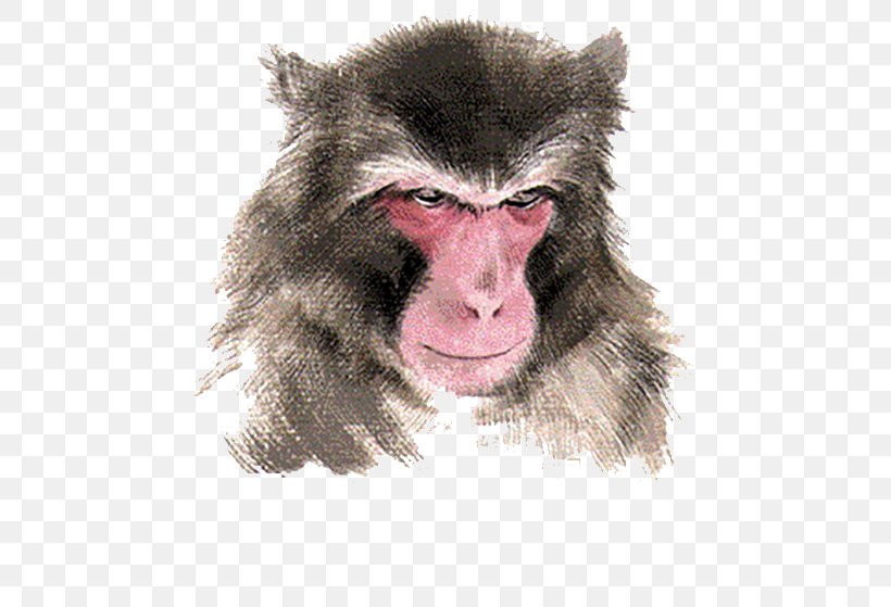 Macaque Monkey Chinese Zodiac, PNG, 500x559px, Macaque, Cercopithecidae, Chinese Zodiac, Fur, Mammal Download Free