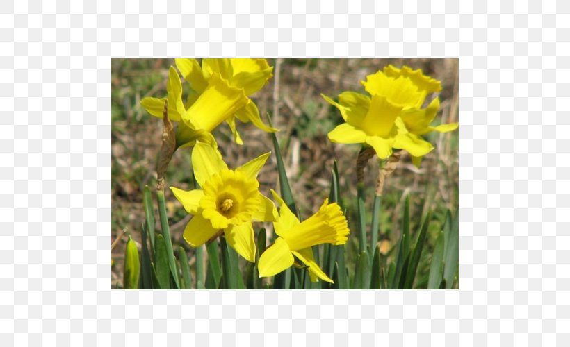 Narcissus Meadow Wildflower Lawn Mustard, PNG, 500x500px, Narcissus, Amaryllis Family, Flora, Flower, Flowering Plant Download Free