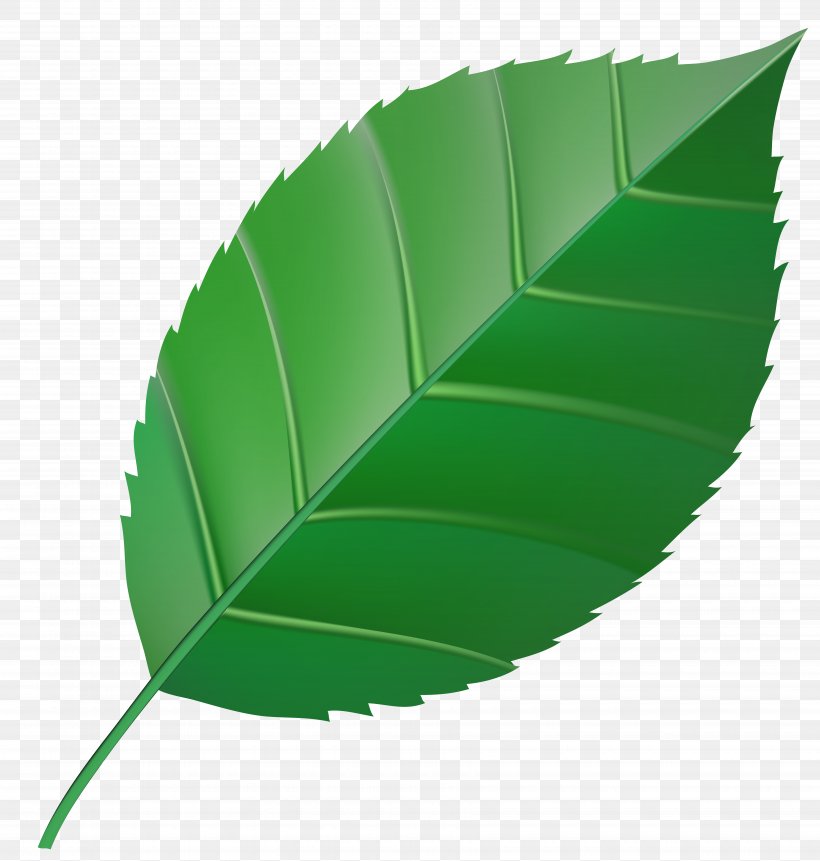 Autumn Leaf Color Green Clip Art, PNG, 7000x7352px, Leaf, Autumn, Autumn Leaf Color, Banana Leaf, Color Download Free