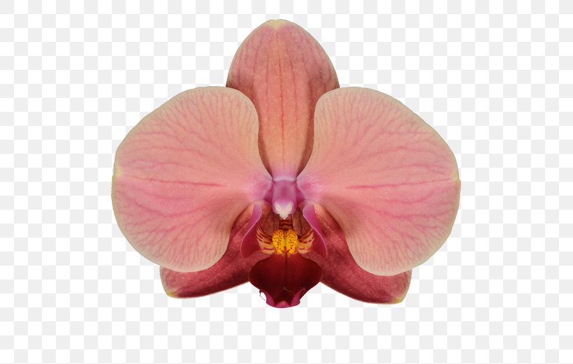 Cattleya Orchids Phalaenopsis Aphrodite Moth Orchids Stolk Flora, PNG, 581x521px, Orchids, Cattleya, Cattleya Orchids, Color, Flower Download Free