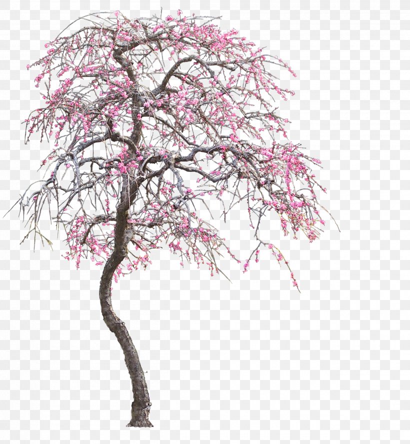 Tree, PNG, 2500x2708px, Tree, Blossom, Branch, Cherry Blossom, Flower Download Free