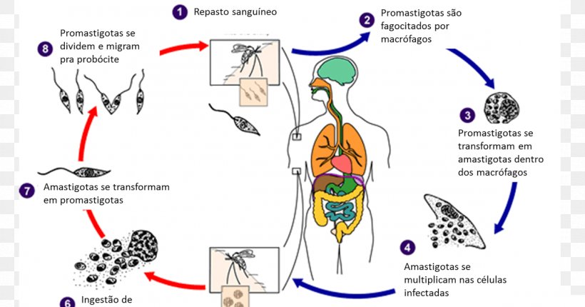 Visceral Leishmaniasis Amastigote Sandfly Drain Fly, PNG, 1200x630px, Watercolor, Cartoon, Flower, Frame, Heart Download Free