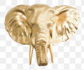 Gold - African Elephant Elephantidae Tusk Gold Silver PNG