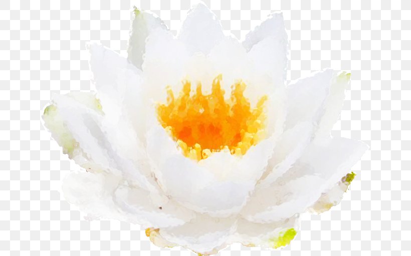 Desktop Wallpaper Image Download Thumb, PNG, 659x511px, Thumb, Computer, Flower, Flowering Plant, Fragrant White Water Lily Download Free