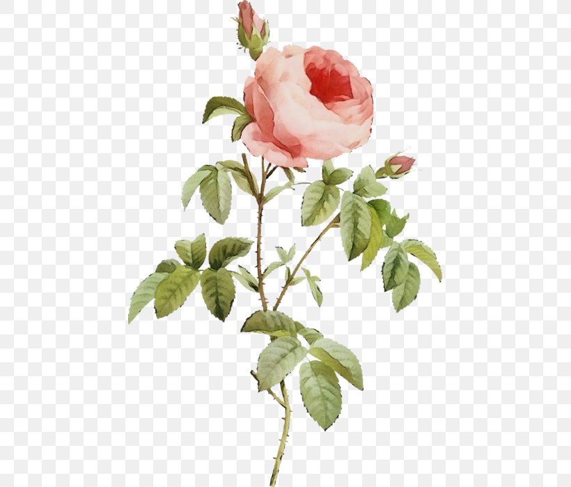 Garden Roses, PNG, 451x699px, Watercolor, Floribunda, Flower, Flowering Plant, Garden Roses Download Free