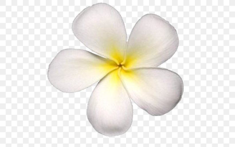 Petal Frangipani Maui Flower Photography, PNG, 512x512px, Petal, Floral Design, Flower, Flowering Plant, Frangipani Download Free