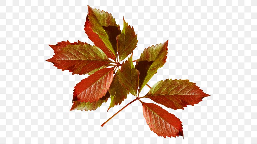 Autumn Leaves Autumn Leaf Color Desktop Wallpaper, PNG, 550x461px, Autumn, Autumn Leaf Color, Autumn Leaves, Branch, Fashion Download Free