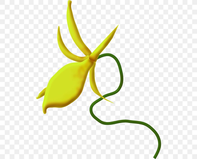 Clip Art Orchids Image Drawing, PNG, 522x660px, Orchids, Blog, Cartoon, Drawing, Flora Download Free