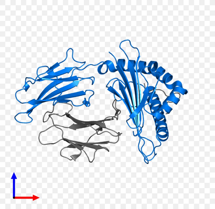 Beta-2 Microglobulin Human Leukocyte Antigen MHC Class I Transmembrane Protein, PNG, 800x800px, Watercolor, Cartoon, Flower, Frame, Heart Download Free