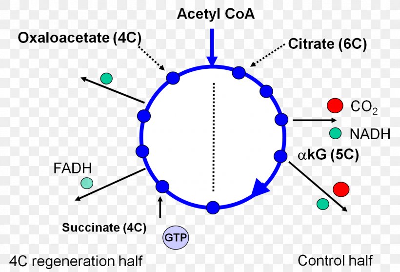 Citrat-Shuttle Biochemistry Fatty Acid Synthesis Citric Acid Cycle, PNG, 1361x925px, 16k Resolution, Biochemistry, Area, Citric Acid, Citric Acid Cycle Download Free