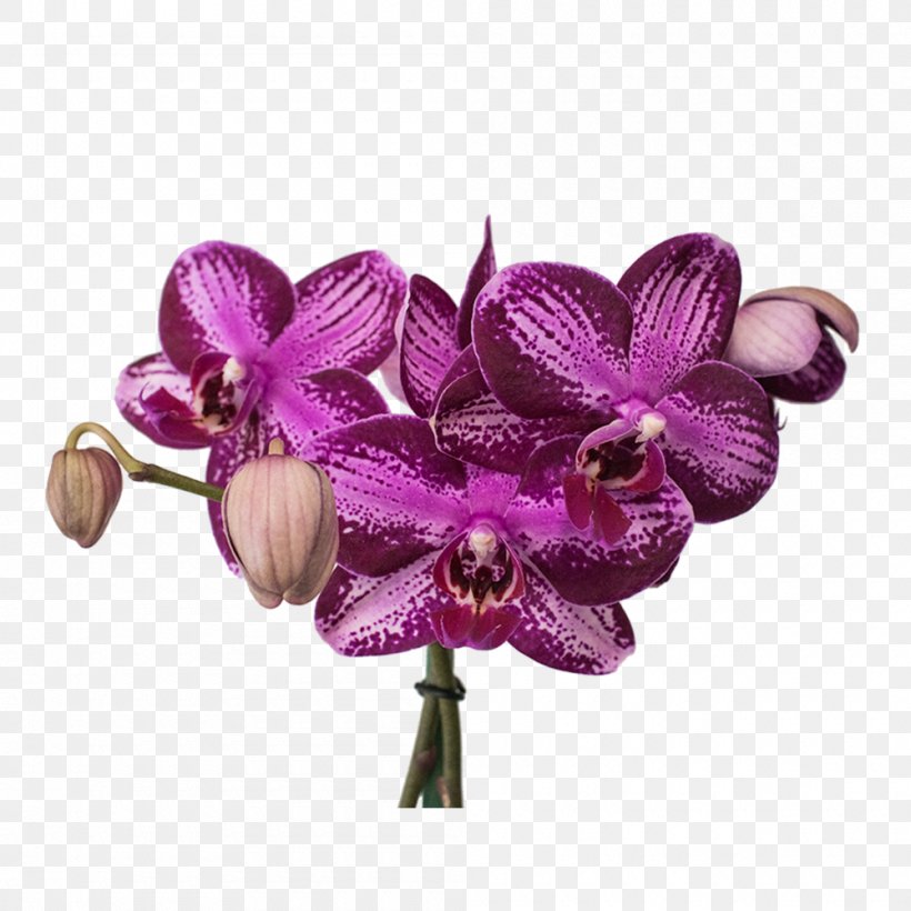 Moth Orchids Cut Flowers Plastic, PNG, 1000x1000px, Moth Orchids, Cut Flowers, Flower, Flowering Plant, Lilac Download Free