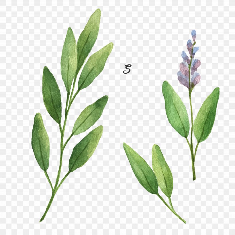 Common Sage Stock Illustration Drawing Illustration, PNG, 5000x5000px, Common Sage, Adobe Creative Cloud, Branch, Drawing, Herb Download Free