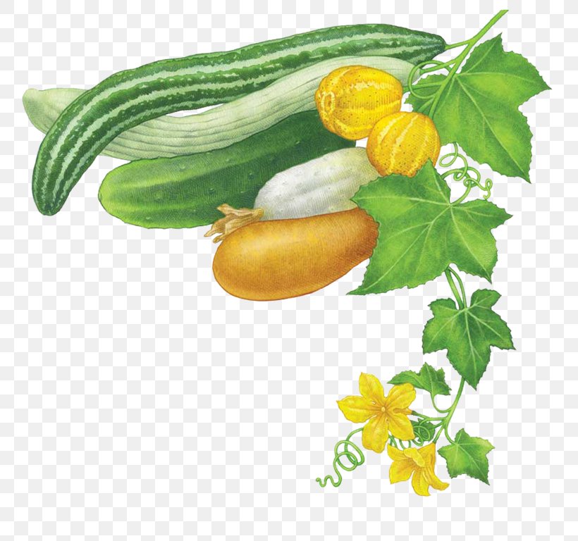 Cucumber Vegetable Summer Squash Mustard Plant Zucchini, PNG, 768x768px, Cucumber, Armenian Cucumber, Brassica Juncea, Cucumber Beetle, Cucumber Gourd And Melon Family Download Free