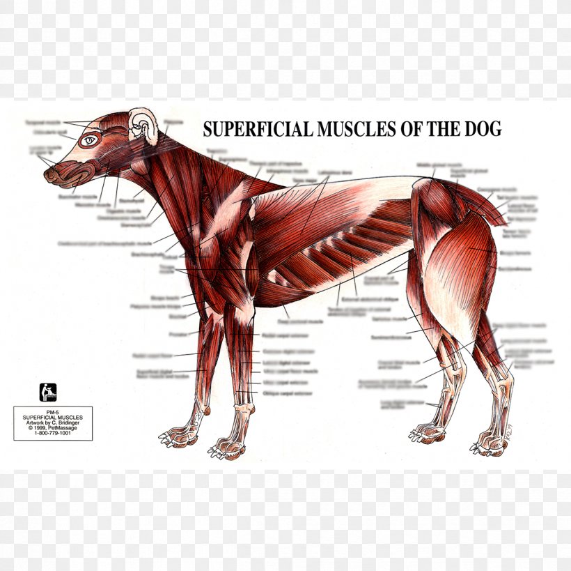 Dog Anatomy Muscle Human Body, PNG, 1224x1224px, Watercolor, Cartoon, Flower, Frame, Heart Download Free