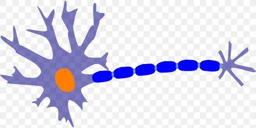 Nerve Neuron Nervous System Cell Clip Art, PNG, 1280x640px, Nerve, Axon, Brain, Branch, Cell Download Free