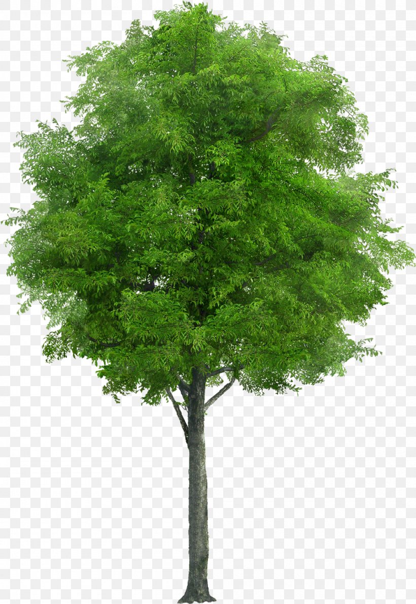 Tree Stock Photography Drawing Plant, PNG, 1000x1451px, Tree, Arborist, Branch, Drawing, Evergreen Download Free