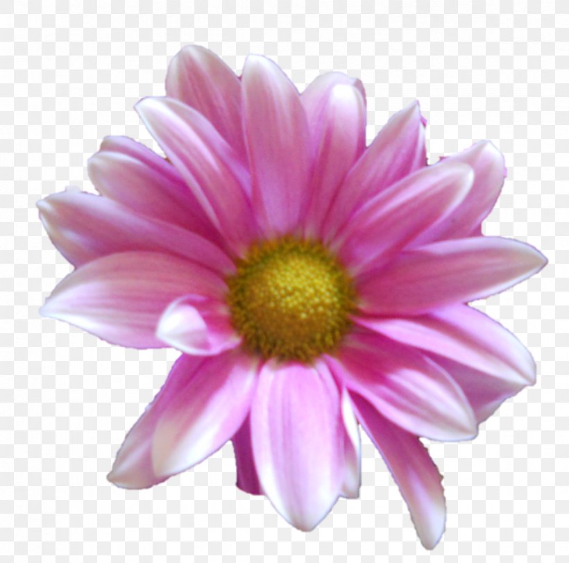 Common Daisy Flower Chrysanthemum Daisy Family Clip Art, PNG, 1175x1163px, Common Daisy, Annual Plant, Argyranthemum Frutescens, Aster, Chrysanthemum Download Free