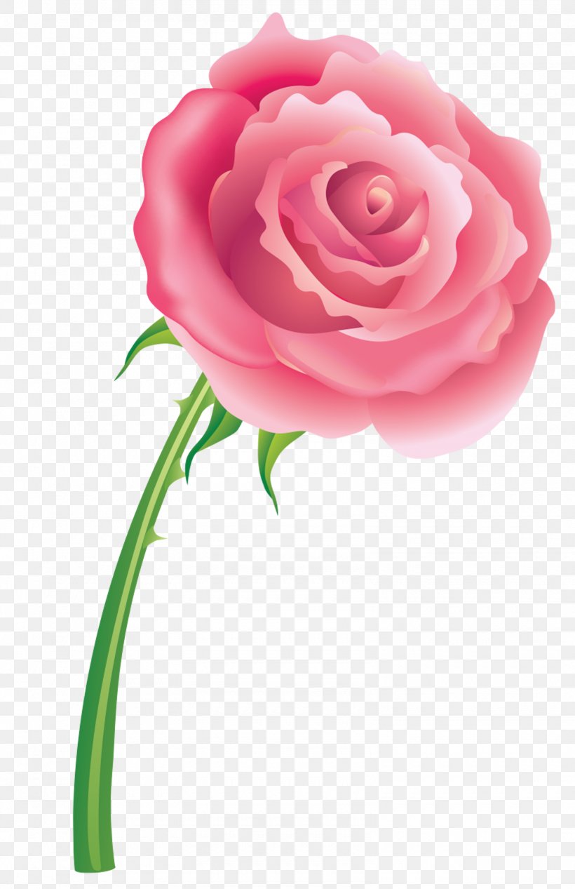 Cut Flowers Garden Roses Centifolia Roses Rosaceae, PNG, 1580x2442px, Cut Flowers, Centifolia Roses, Floral Design, Flower, Flower Bouquet Download Free
